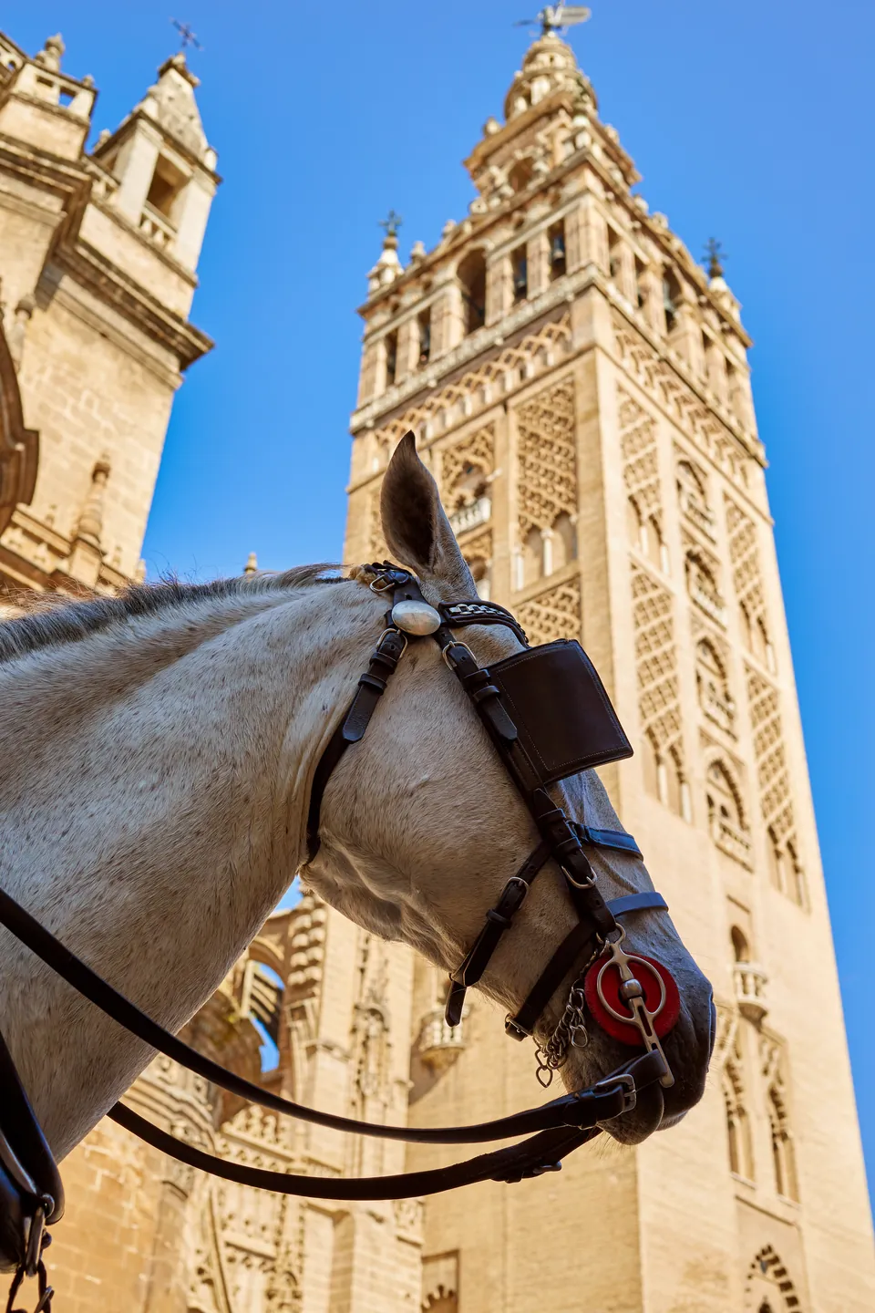 Un caballo con sus arreos ante la Giralda de Sevilla